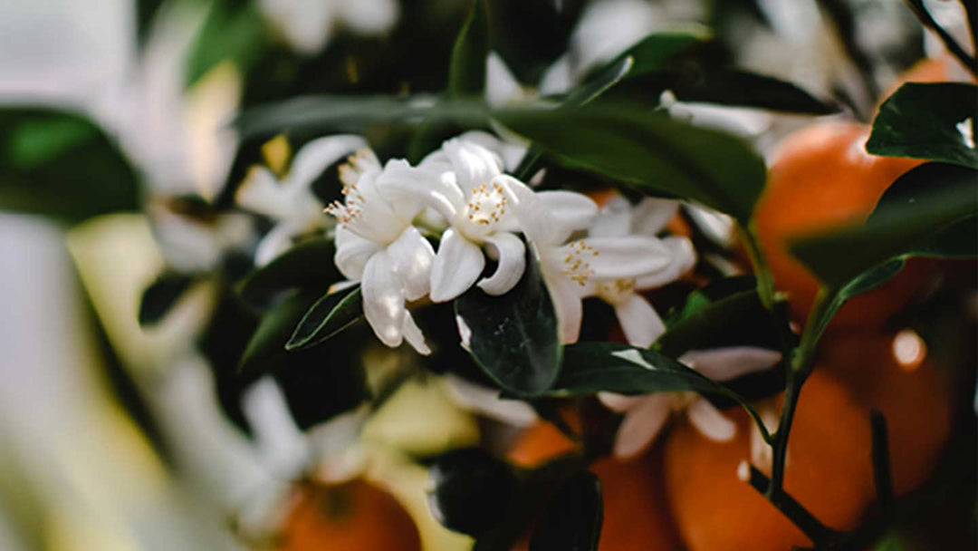 Tous les bienfaits de la fleur d'oranger - Panier des Sens