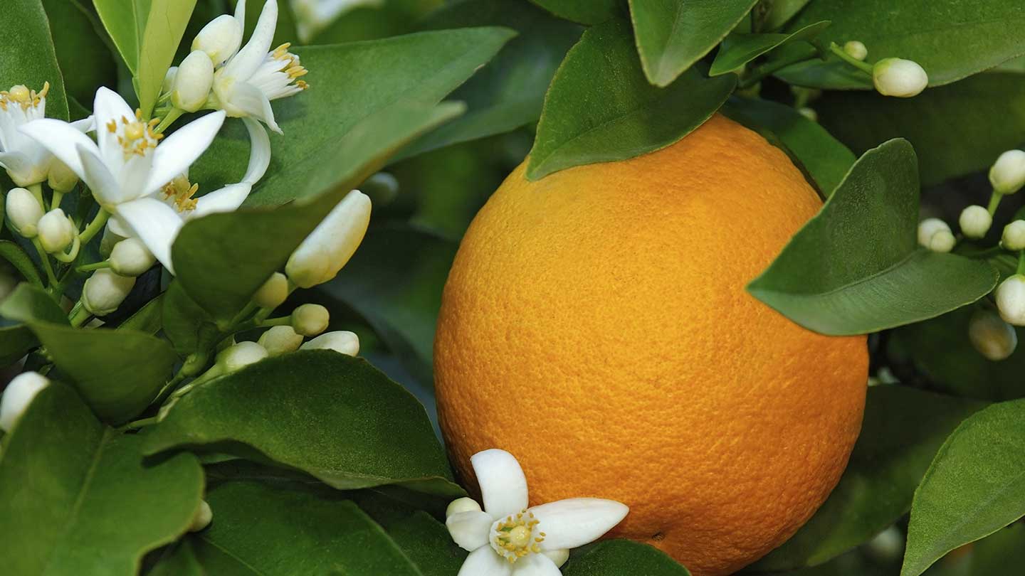 Eaux de toilette à la Fleur d'oranger - Panier des Sens