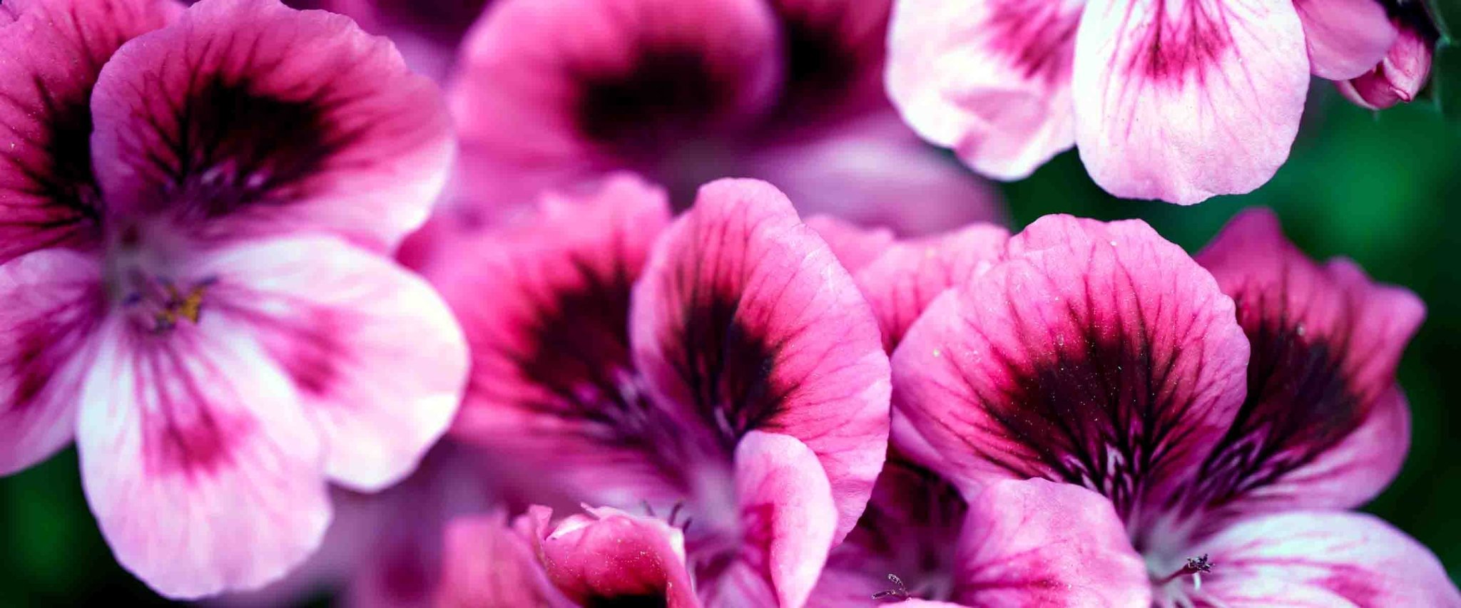 Eaux de toilette with Geranium Rosat - Panier des Sens