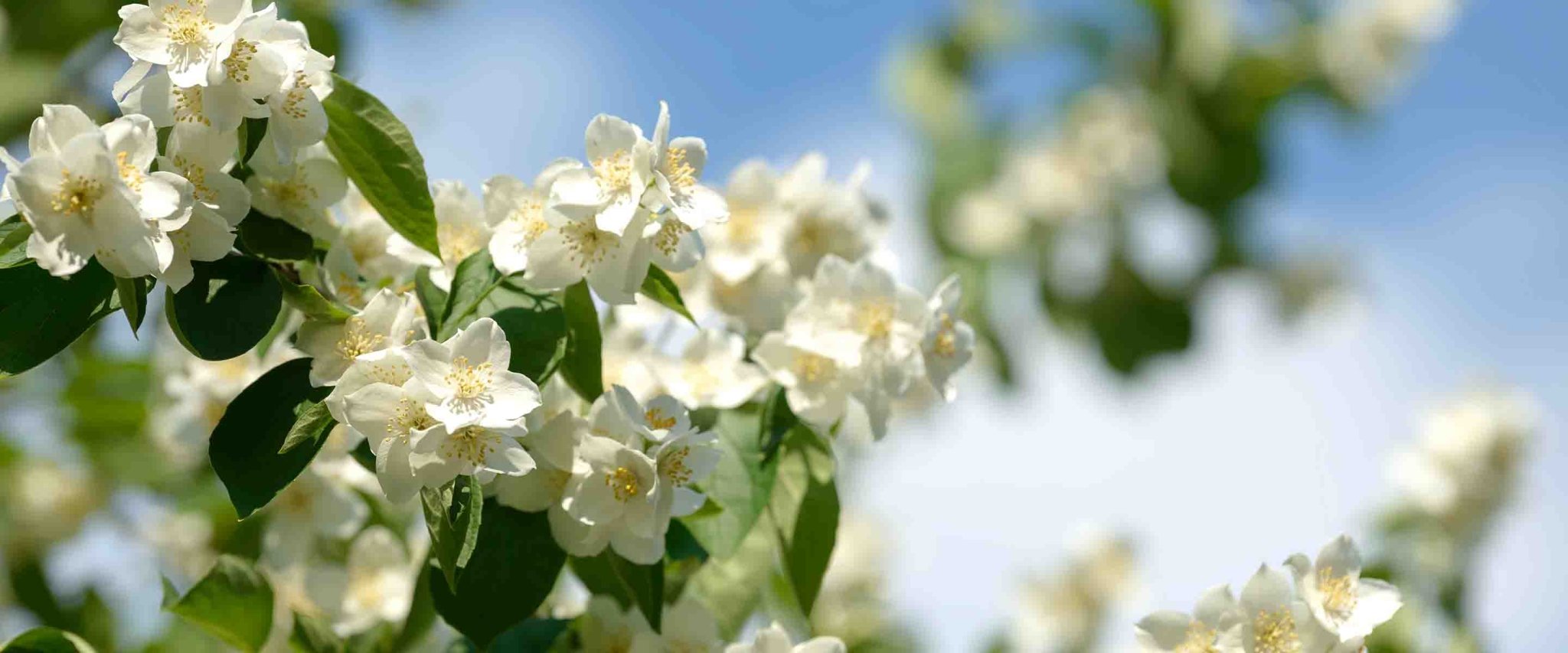 Eaux de toilette au Jasmin - Panier des Sens