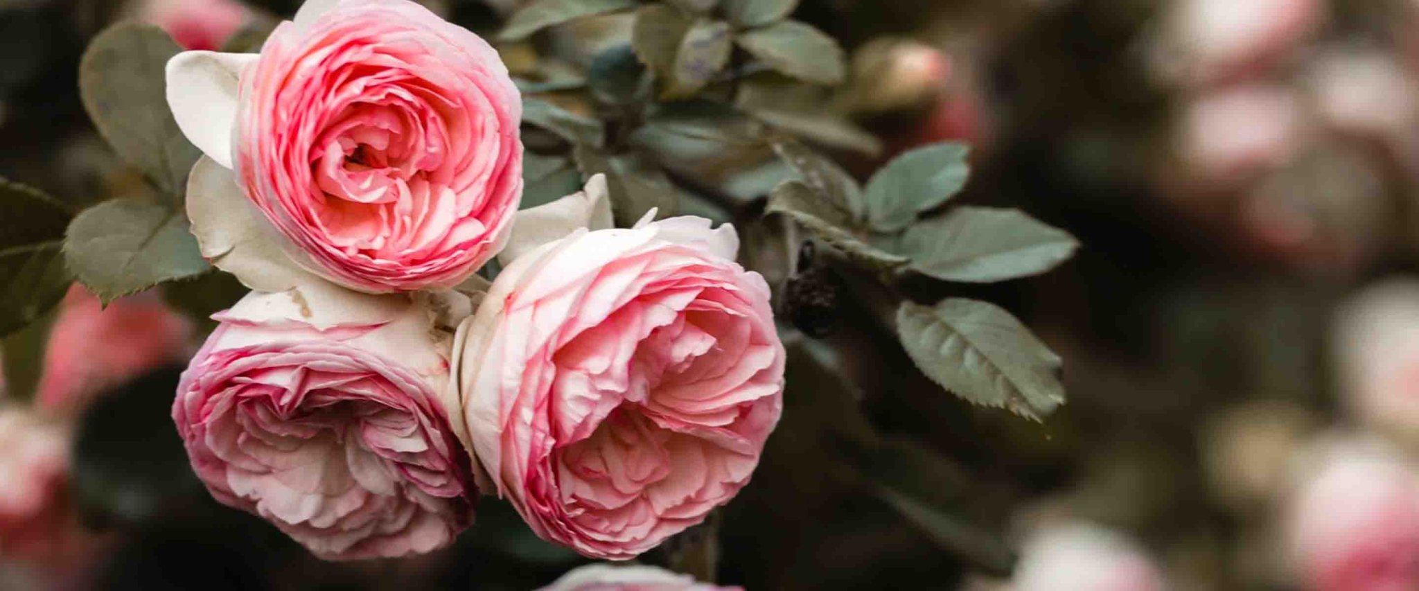 Rose liquid soaps - Panier des Sens