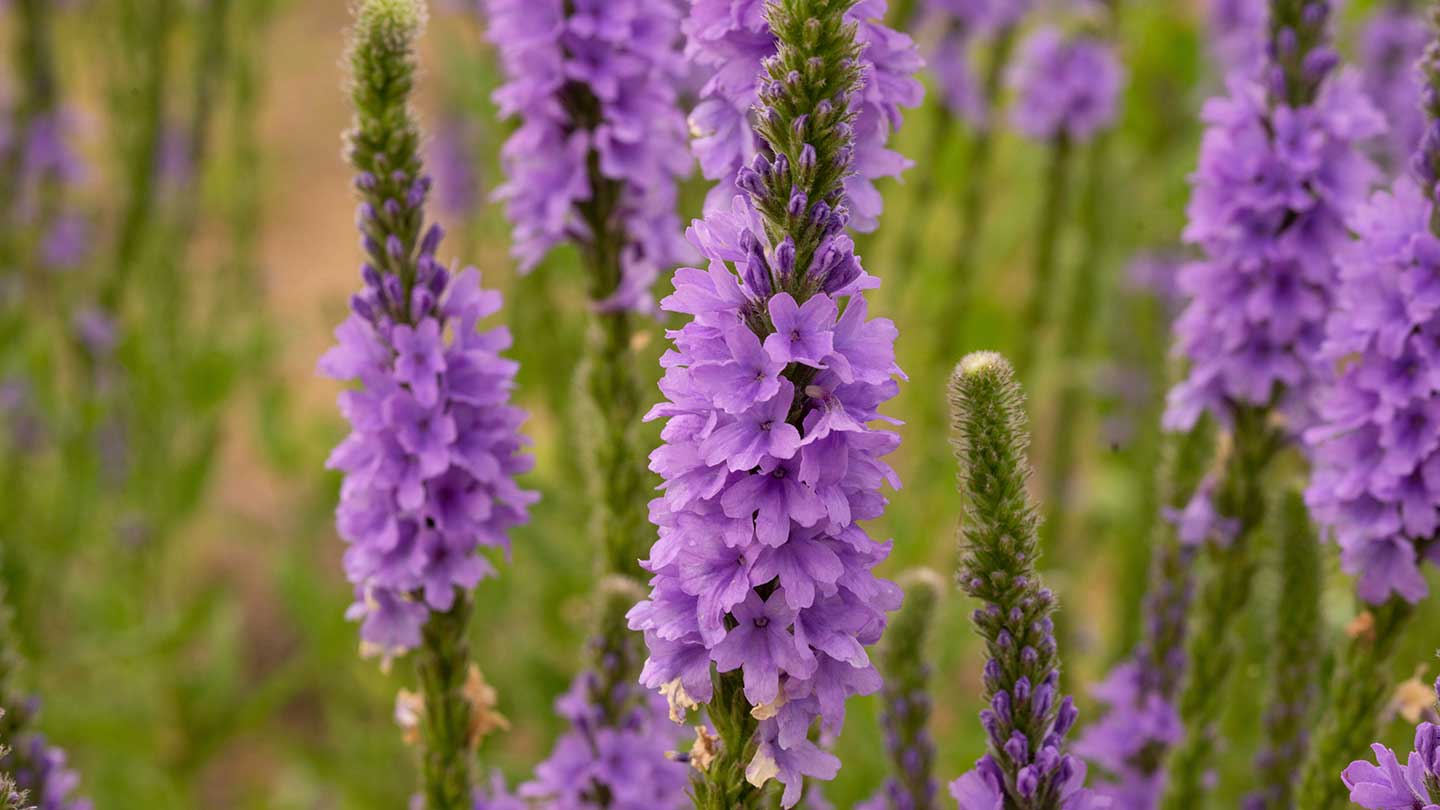 Saponi liquidi alla verbena - Panier des Sens