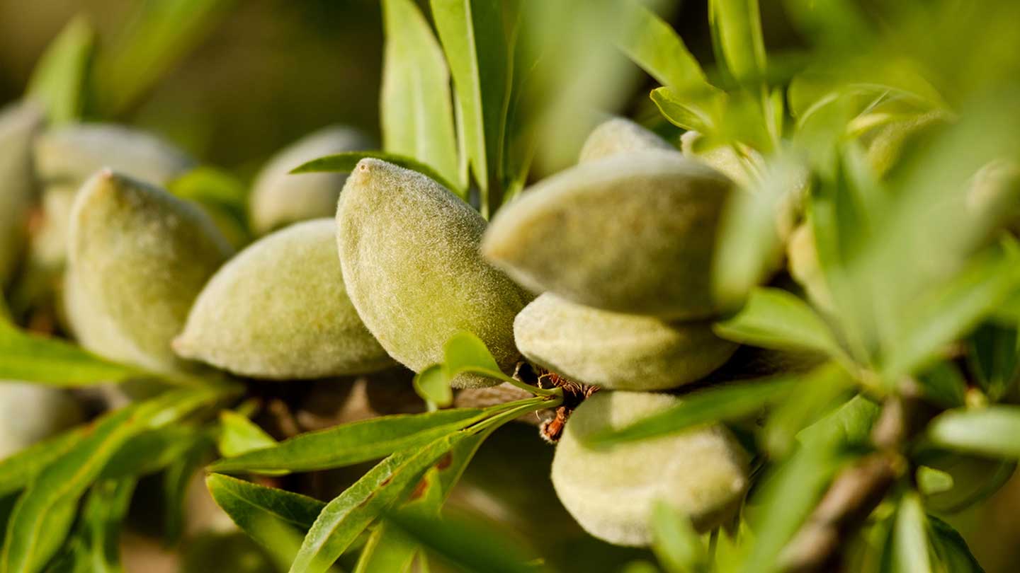 Almond body care - Panier des Sens