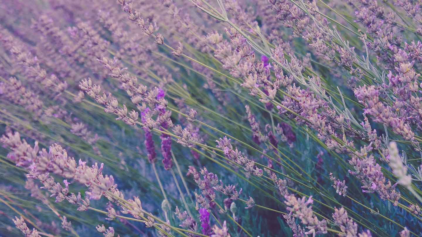 Lavender body care - Panier des Sens