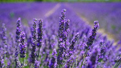 The benefits of lavender for the skin