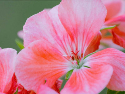 The benefits of Geranium Rosat for the skin