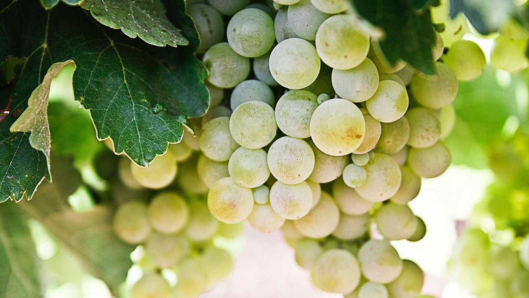 Les rituels beauté à base de Raisin Blanc Ressourçant - Panier des Sens