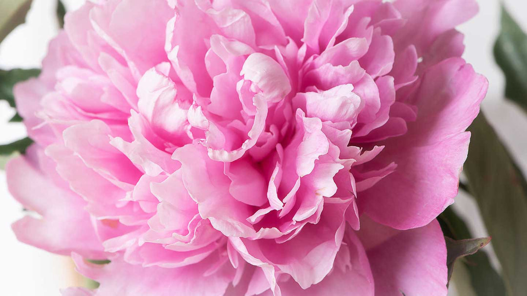Pivoine, la reine des fleurs en cosmétique - Panier des Sens
