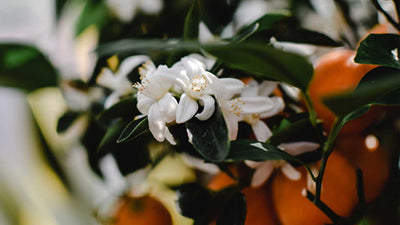 Tous les bienfaits de la fleur d'oranger