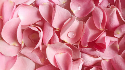 All the virtues of rose in cosmetics