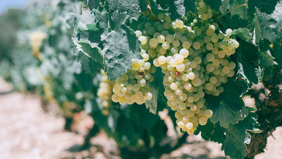 Vinoterapia: i benefici dell'uva nella cosmesi