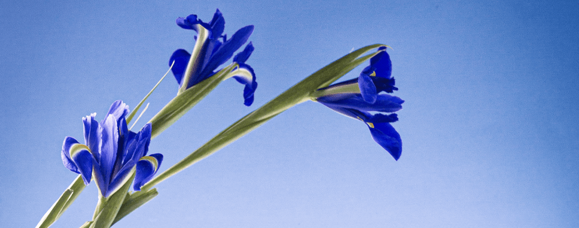 Sammlung Irisblütenblätter - - Panier des Sens