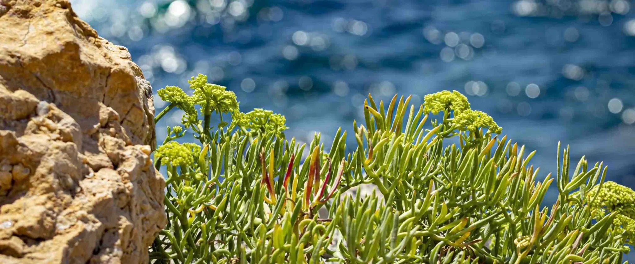 Sea Samphire - Panier des Sens