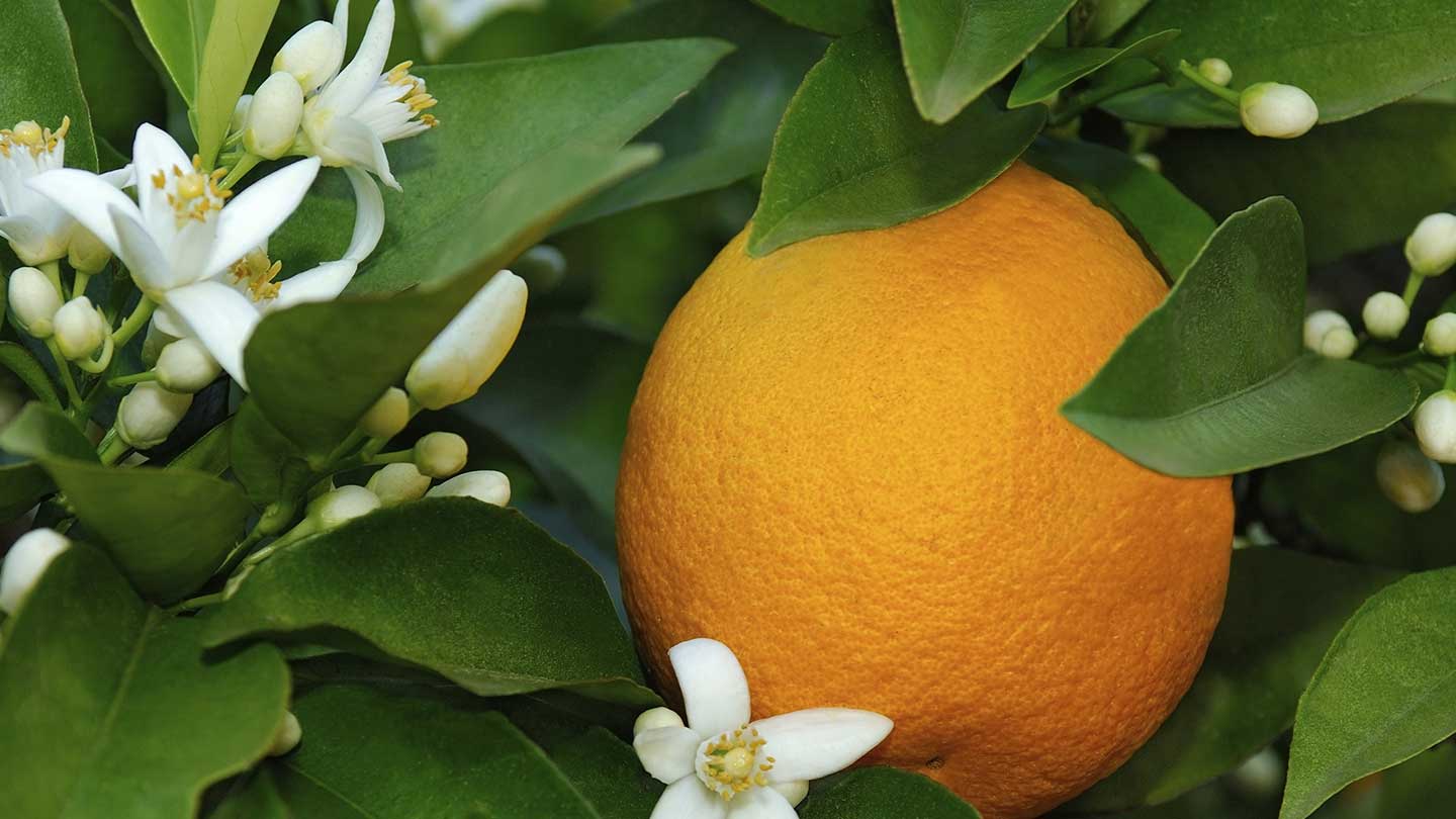 Liquid soaps at Orange Blossom - Panier des Sens
