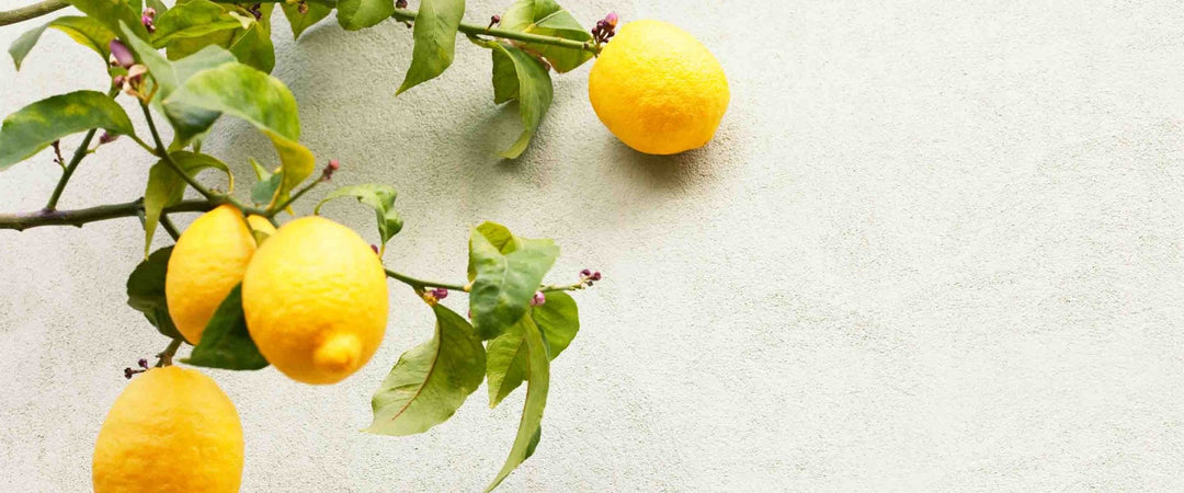 Flüssigseifen mit dem Duft der Provence - Panier des Sens