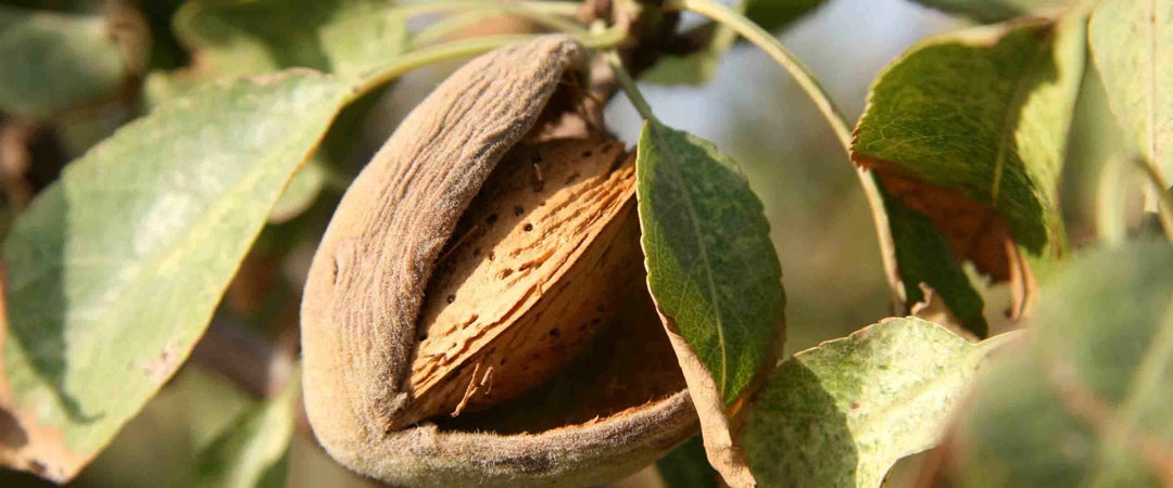 Flüssigseifen mit Mandelgeschmack - Panier des Sens
