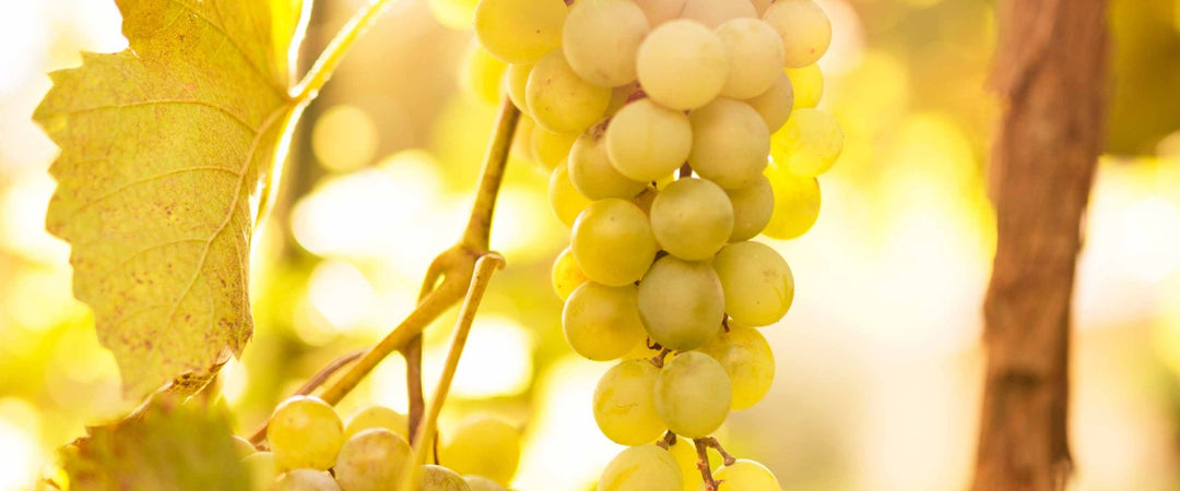 Flüssigseifen mit Traube - Panier des Sens