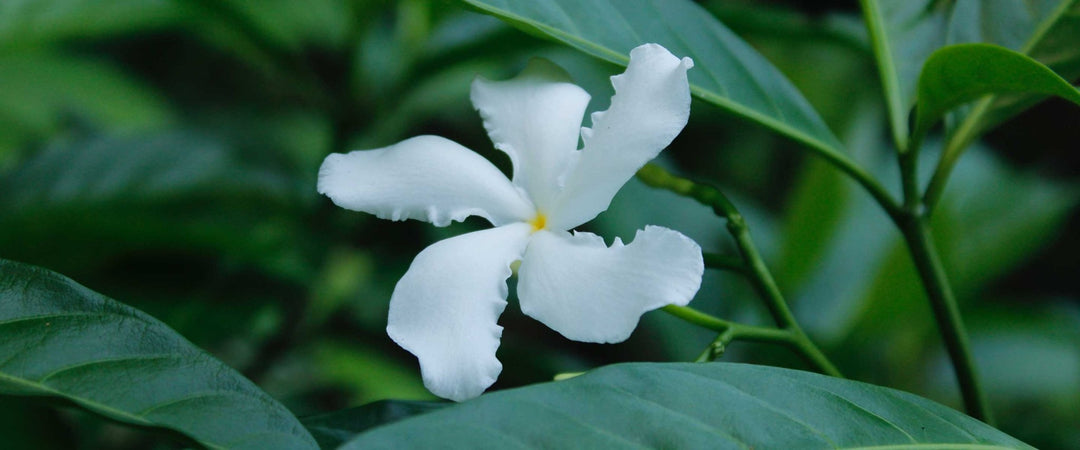 Jasmine body care - Panier des Sens