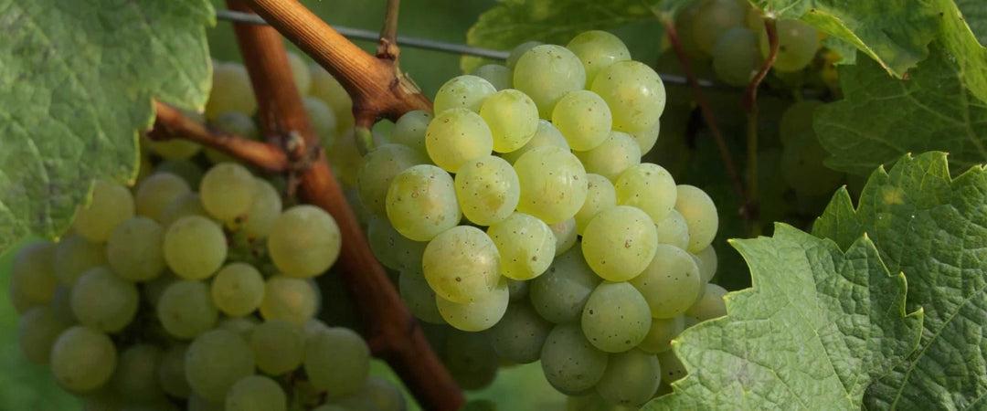 Cuidado corporal con uva - Panier des Sens