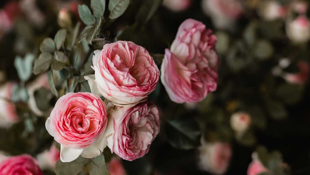 Cuidado corporal de rosas - Panier des Sens
